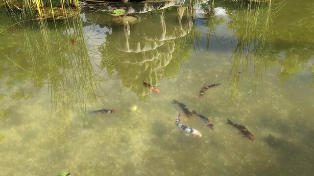 Colorful japanese koi carp swimming peacefully in a tranquil garden pond with reflections of reeds and a traditional stone lantern creating a serene aquatic scene