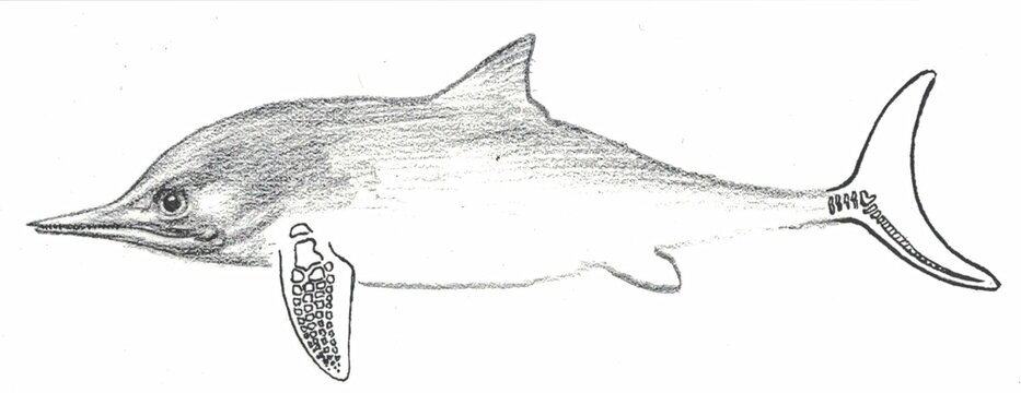 Stenopterygius hauffianus. Illustration of a fish with unique anatomical features and details. This detailed illustration showcases a fish with distinctive anatomical characteristics and fins