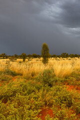 Fototapeta premium Small trees and vegetation in Australian desert area.