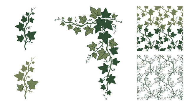 Green Ivy Plant Vector Illustrations and Seamless Patterns