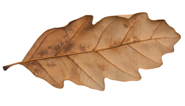 Dry dead autumn leaf on transparent background, crisp brown and orange foliage element with rustic texture for seasonal nature