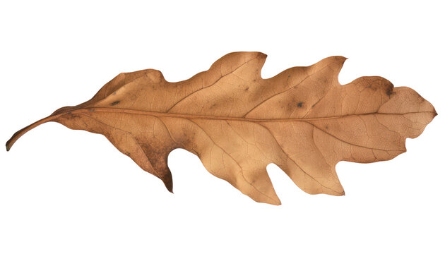 Dry dead autumn leaf on transparent background, crisp brown and orange foliage element with rustic texture for seasonal nature