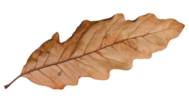 Dry dead autumn leaf on transparent background, crisp brown and orange foliage element with rustic texture for seasonal nature