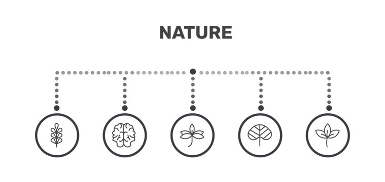 nature icon set with pecan leaf, human brian, reniform, straberry leaf signs in flat outline style