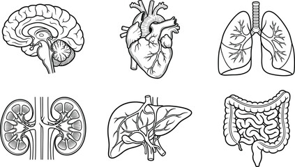 Set of human internal organs hand drawn sketch illustration. © takmurah