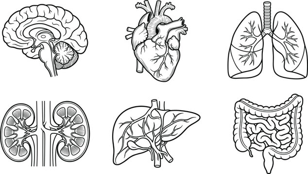 Set of human internal organs hand drawn sketch illustration.