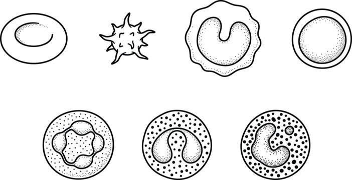 Illustration of various human blood cell types.