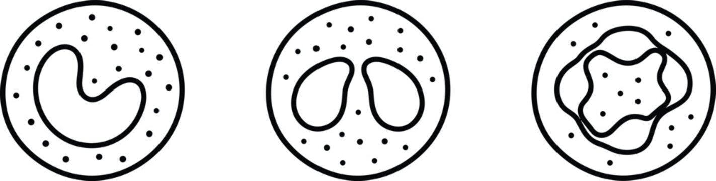 Diagram showing three types of white blood cells with different nuclei.
