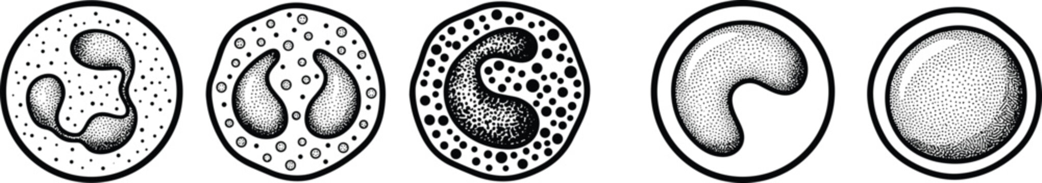 Illustration of five different types of human white blood cells.