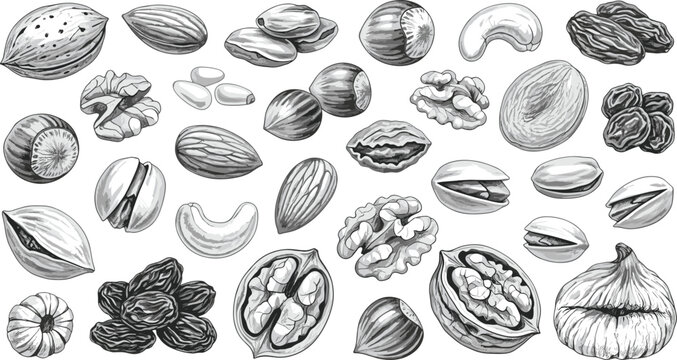 Hand Drawn Sketch Vector Illustration of Nuts and Dried Fruits Collection Featuring Almonds Walnuts Cashews Pistachios Hazelnuts Raisins and Figs for Healthy Food Organic Packaging Designs
