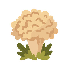 Lion's Mane mushroom isolated on white background. Edible and medicinal Hericium erinaceus fungus illustration. Natural organic food and health supplement concept. Flat vector illustration. © Art_Photo