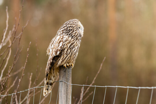 Ural owl, strix uralensis