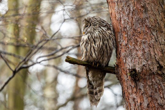 Ural owl, strix uralensis