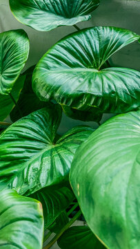 Heart Shaped Leaves Homalomena Plant Tropical Foliage