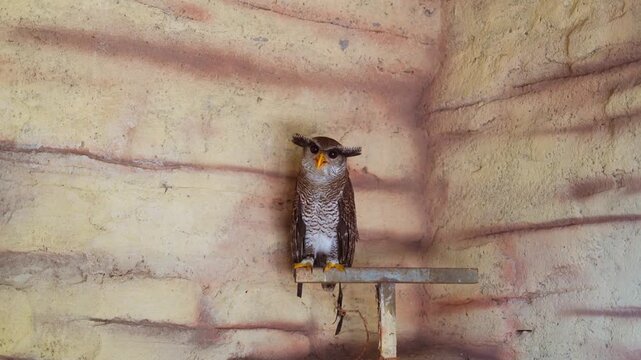 bird perched on wooden plank against rustic wall