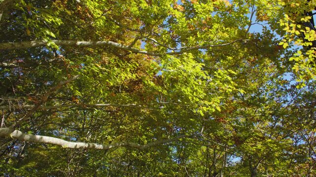 蔵王エコーライン 滝見台 展望台の紅葉 Autumn foliage at Takimidai Observation Deck on Zao Echo Line