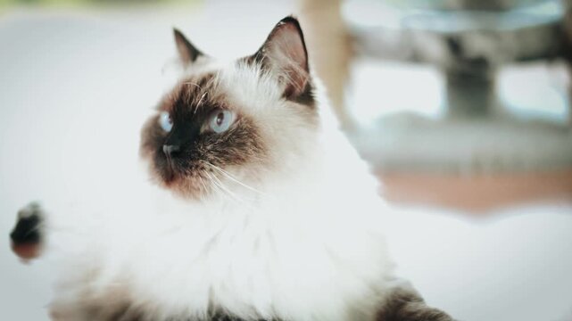 Close-up of a white and brown cat with blue eyes looking up