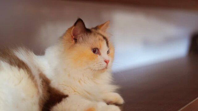 Cute calico cat lying down looking away