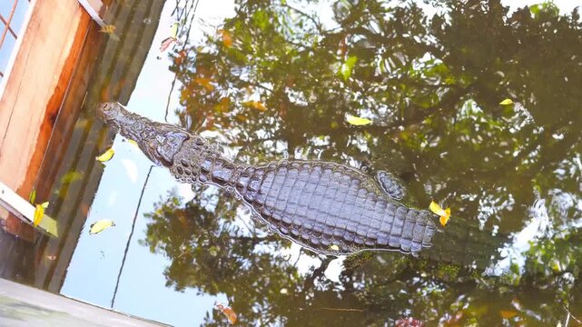 Large alligator hanging from tree branch outdoors