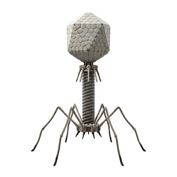 Bacteriophage T2 Virus Isolated Transparent Background