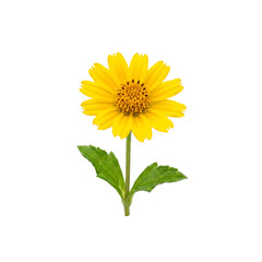 Naklejka premium Vibrant Yellow Wedelia Flower with Green Leaves Isolated on Transparent Background