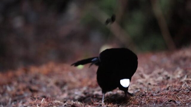 The western or Arfak parotia (Parotia sefilata) is a medium-sized, approximately 33 cm long, bird-of-paradise with a medium-length tail.