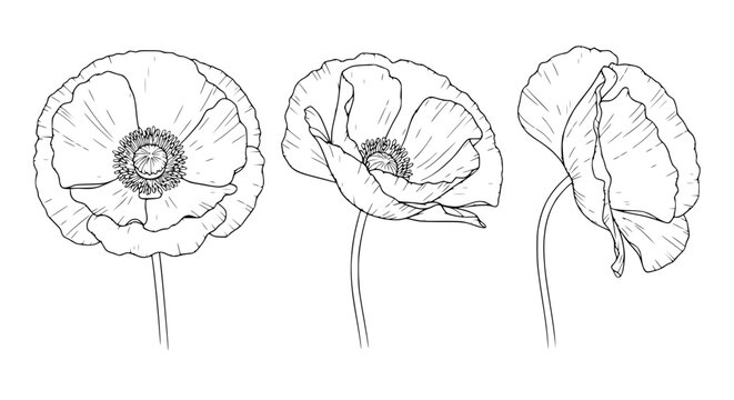Delicate Poppy Flower Line Art Illustration, Botanical Drawing, Floral Sketch, Single Bloom
