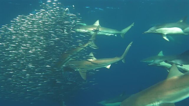 Bait ball followed by common dolphins and bronze whaler sharks during sardine run South Africa