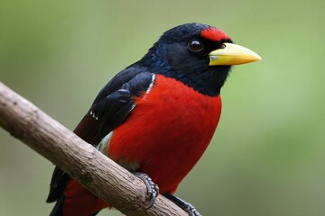 Naklejka premium Bright red and black bird with yellow beak rests on tree branch. Vivid color wild avian animal in natural habitat, green blurred background. Ornithology subject.