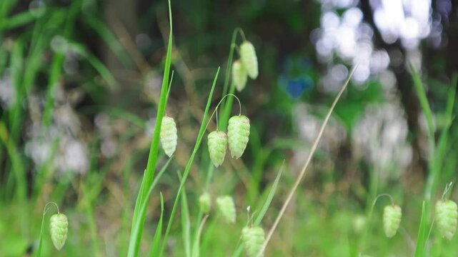 風に揺れるコバンソウ