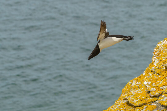 Razorbill, Alca torda