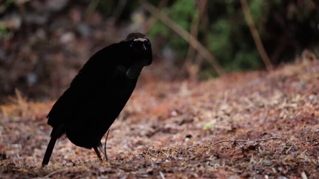 The western or Arfak parotia (Parotia sefilata) is a medium-sized, approximately 33 cm long, bird-of-paradise with a medium-length tail.