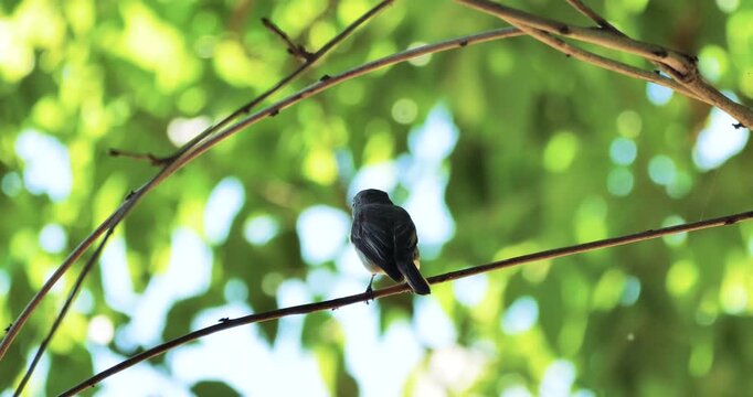 bird,asian brown flycatcher on a branch under tree shadow