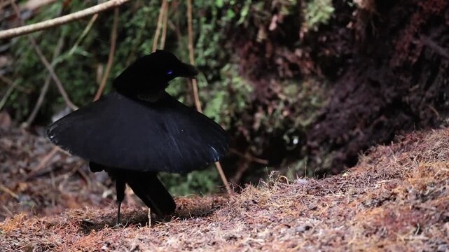 The western or Arfak parotia (Parotia sefilata) is a medium-sized, approximately 33 cm long, bird-of-paradise with a medium-length tail.