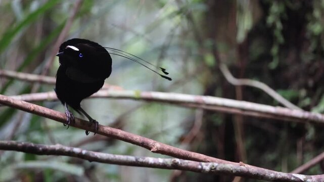 The western or Arfak parotia (Parotia sefilata) is a medium-sized, approximately 33 cm long, bird-of-paradise with a medium-length tail.