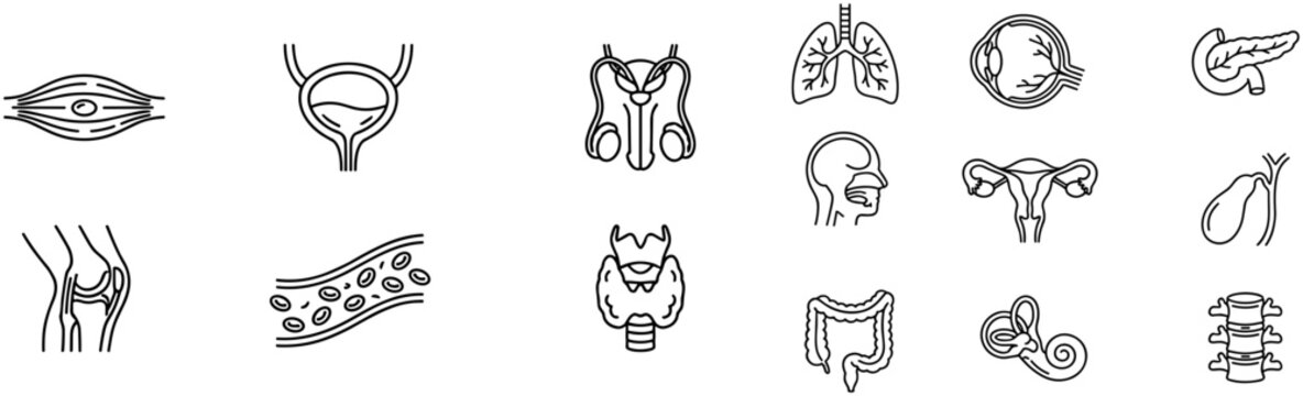 Set of medical human anatomy icons illustrating various organs and systems.