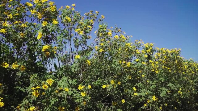 Camera moving past blooming Mexican sunflower hedge under blue sky in countryside