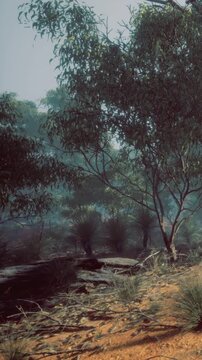 A view of trees and shrubs fills the landscape with morning fog. The ground is dusty with patches of grass, creating a natural setting. Sunlight filters through the foliage.