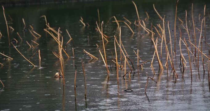 Plants sticking out of pond surface as rain falls - medium shot