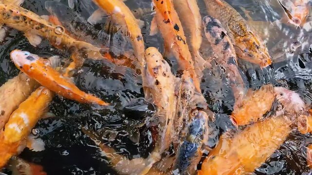Surface view of several popular ornamental fish species floating and moving as if begging for food in an artificial pond. Close-up of colorful pet fish in a pond with clear water for relaxing.