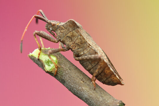 a phasmid insect on a stick