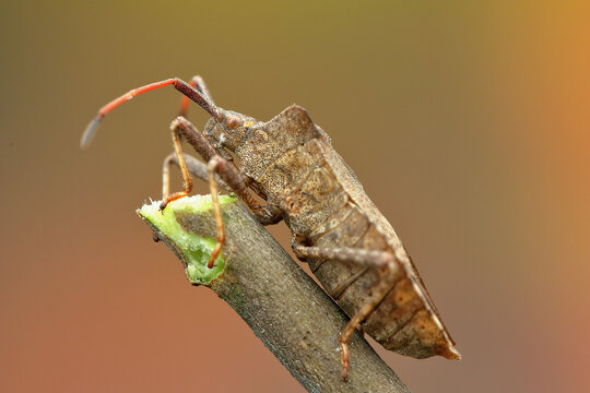 a phasmid insect on a stick