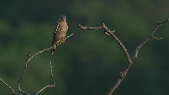 Male Common Kestrel (Falco tinnunculus) perched on branch in tree at dusk.