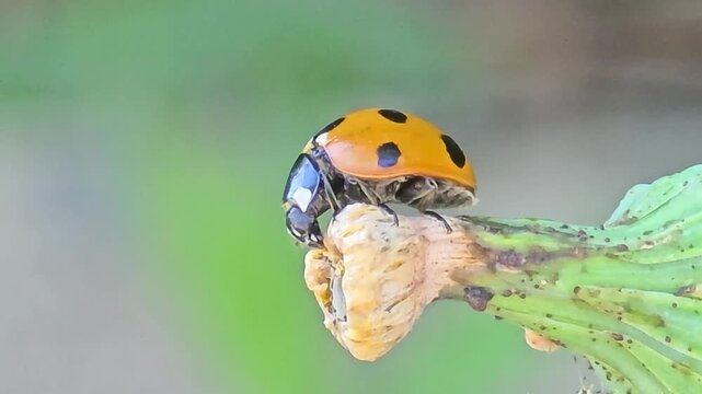 

Macro shot of a seven-spot ladybird (Coccinella septempunctata) waiting to hunt aphids on a Hemistepta lyrata flower bud.
#001
