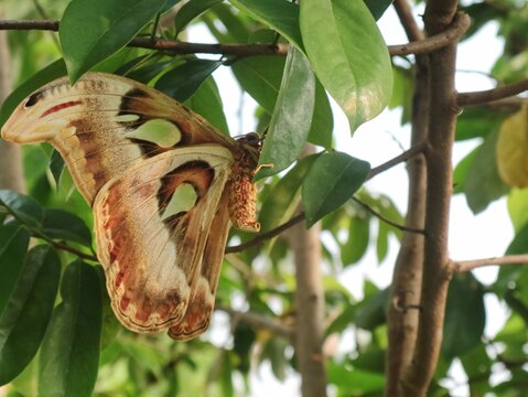 Beautiful atlas moth (Attacus atlas) perched on green leaves in the wild, showcasing its intricate brown and tan wing patterns in natural daylight
