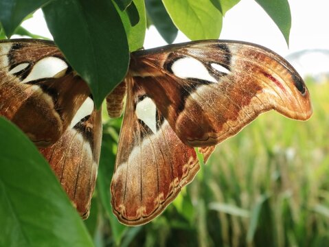 Giant atlas moth (Attacus atlas) hiding behind green leaves in nature, showcasing its beautiful brown wing patterns with translucent windows against a soft-focus green background