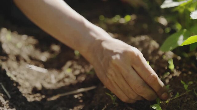 晴れた日に畑の雑草を手で抜く手元のアップ スーパースロー農作業映像