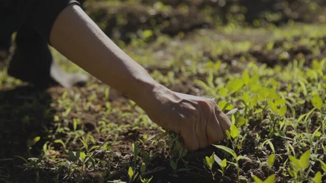 晴れた日に畑の雑草を手で抜く手元のアップ スーパースロー農作業映像