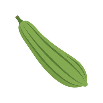 Fresh green luffa acutangula vegetable vector illustration