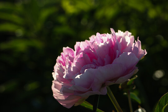 rosa Pfingstrose auf dem Feld